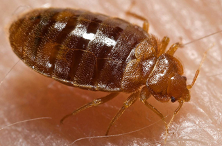 Bed Bug Control Edmonton