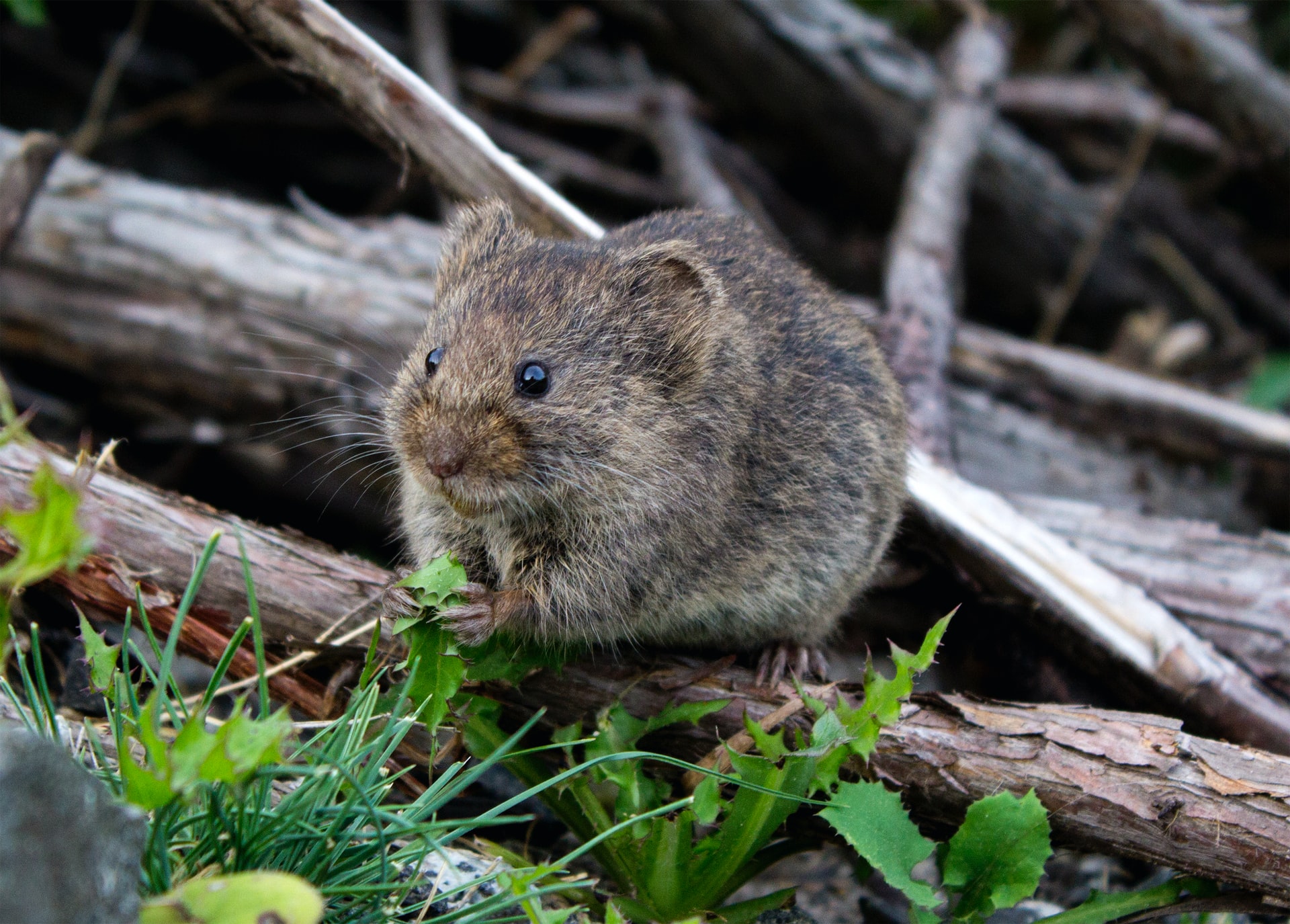 Mouse Head